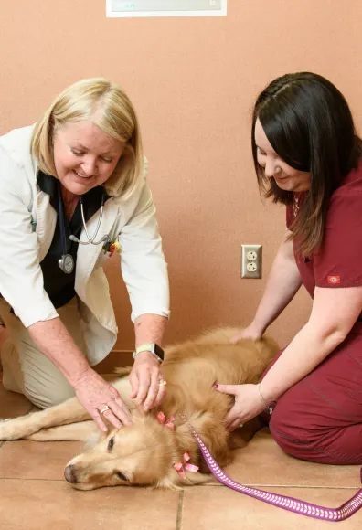 Dr. Eisenhour and Cassie seeing large dog patient at South Suburban Animal Hospital